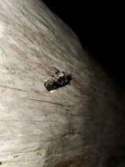 Chrysochroinae