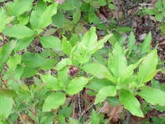 Rhododendron mucronulatum