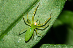 Lyssomanes pauper