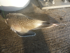 Astroscopus y-graecum