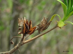 Rhododendron mucronulatum