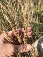 Elymus virginicus virginicus