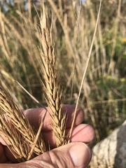 Elymus virginicus virginicus