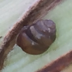 Vertigo moulinsiana