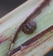 Vertigo moulinsiana