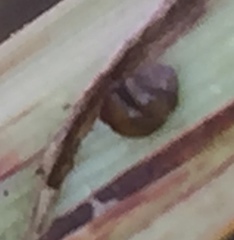 Vertigo moulinsiana