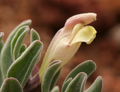 Scutellaria nana