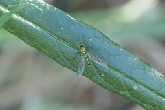 Heteropsilopus cingulipes