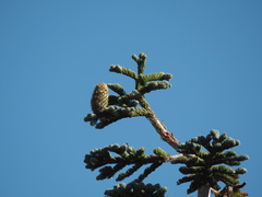 Abies magnifica shastensis