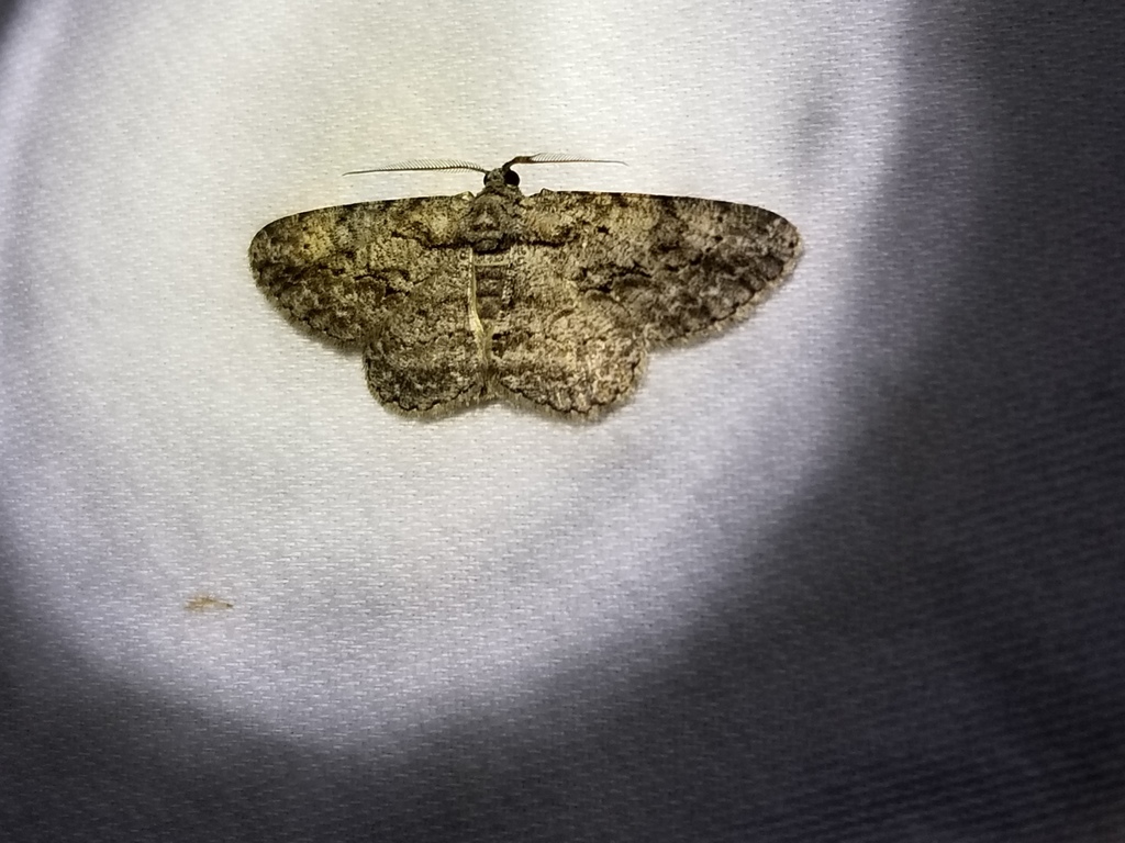 Common Gray from Howard County, MD, USA on September 06, 2020 at 10:18 ...