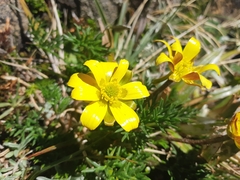 Ranunculus gunnianus