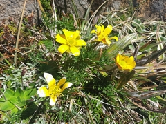 Ranunculus gunnianus