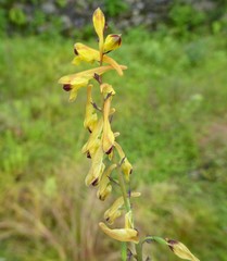 Corydalis cornuta