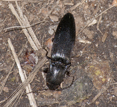 Ectinus aterrimus