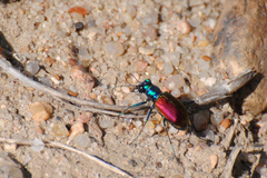 Cicindela scutellaris scutellaris