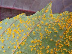 Melampsora ricini
