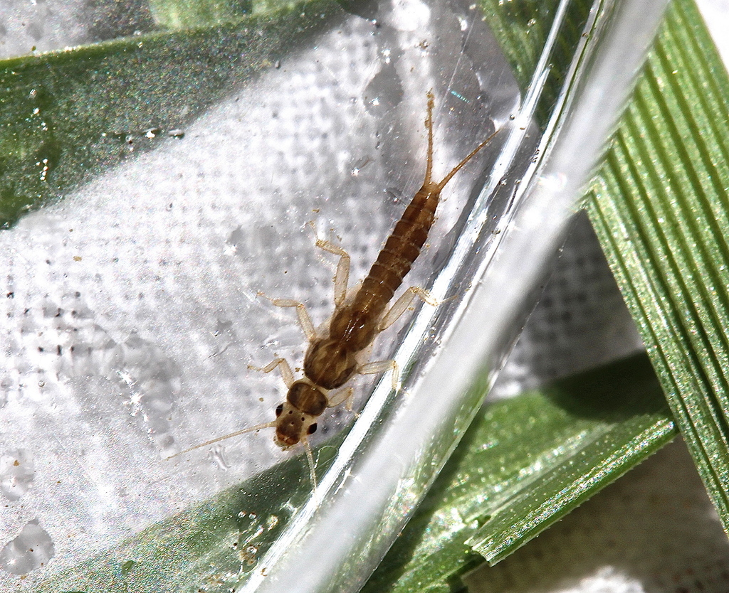Least Sallfly
