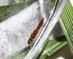 Least Sallfly