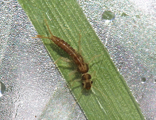 Least Sallfly photo 3