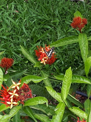 Papilio demoleus malayanus