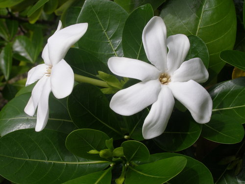 Gardenia taitensis