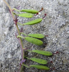 Corydalis cornuta