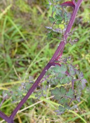 Corydalis cornuta