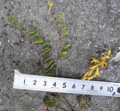 Corydalis cornuta