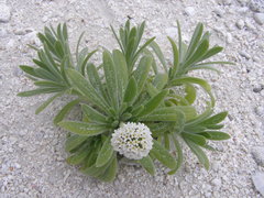 Heliotropium anomalum