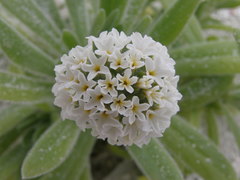 Heliotropium anomalum