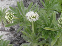 Heliotropium anomalum