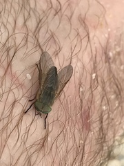 Tabanus nigrovittatus