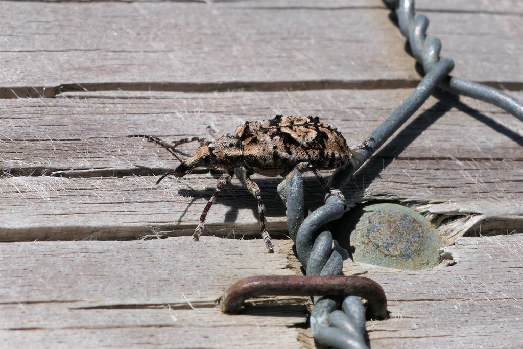 Cyrotyphus