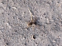 Sanogasta