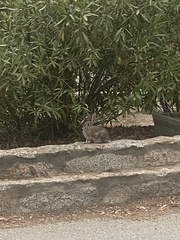 Sylvilagus audubonii