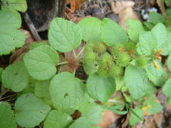 Triumfetta procumbens