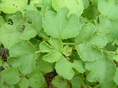 Triumfetta procumbens
