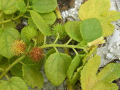 Triumfetta procumbens