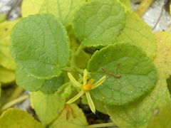 Triumfetta procumbens