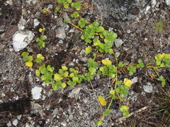 Triumfetta procumbens