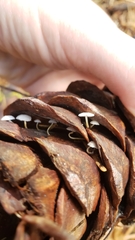 Strobilurus diminutivus