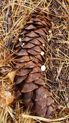 Strobilurus diminutivus