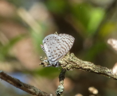 Leptotes cassius