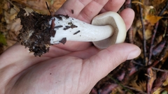 Melanoleuca strictipes