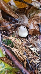 Melanoleuca strictipes