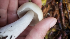 Melanoleuca strictipes