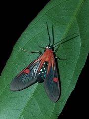 Cosmosoma teuthras