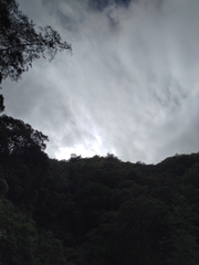 Ictinaetus malaiensis