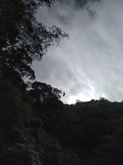 Ictinaetus malaiensis