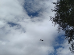 Ictinaetus malaiensis